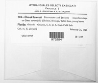 Elsinoe fawcettii image